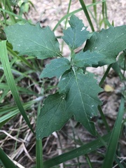 Physalis virginiana