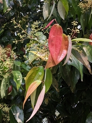 Cinnamomum tamala