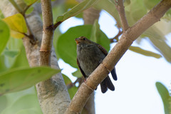 Loxigilla noctis