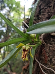 Vanda cristata