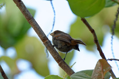 Loxigilla noctis
