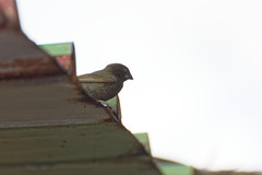 Melanospiza bicolor