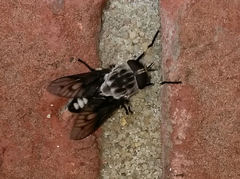 Tabanus trimaculatus