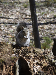 Sciurus carolinensis