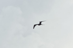 Fregata magnificens