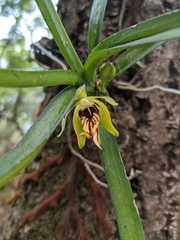 Vanda cristata