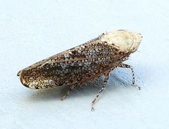 Paraphlepsius fulvidorsum