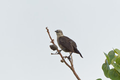 Quiscalus lugubris