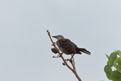 Quiscalus lugubris