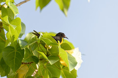 Coereba flaveola