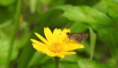 Vehilius stictomenes