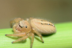 Phidippus pius
