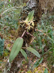 Epidendrum jajense