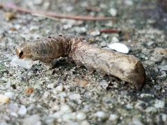 Condicinae