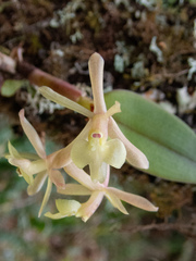 Epidendrum jajense