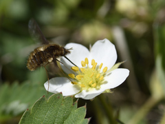 Bombylius major