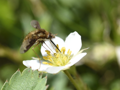 Bombylius major