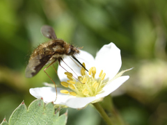 Bombylius major