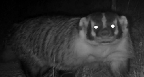 American Badger photographed in Nebraska