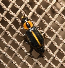 Attalus circumscriptus