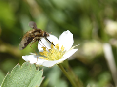 Bombylius major