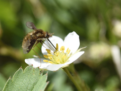 Bombylius major