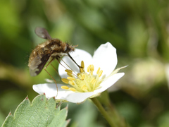 Bombylius major