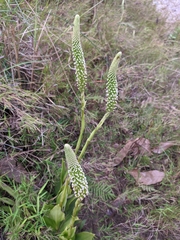 Goodyera procera