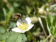 Bombylius major