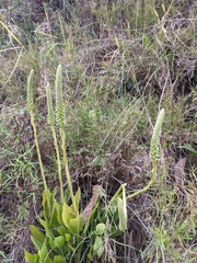 Goodyera procera