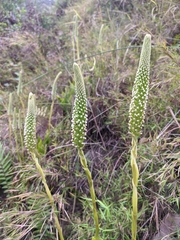 Goodyera procera