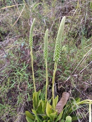 Goodyera procera