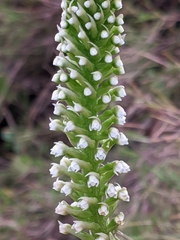Goodyera procera