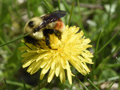 Bombus ternarius