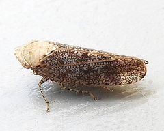 Paraphlepsius fulvidorsum