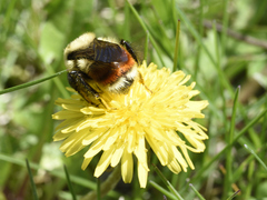 Bombus ternarius