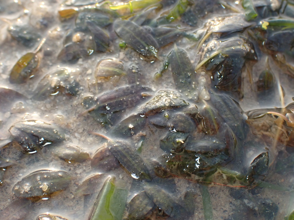 Oceans Turf Example Ocean turf grass in April 2022 by hokoonwong · iNaturalist