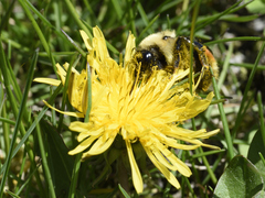 Bombus ternarius