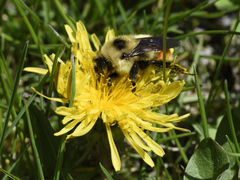 Bombus ternarius