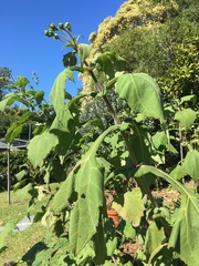 Smallanthus sonchifolius