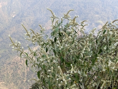 Buddleja asiatica