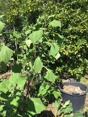 Smallanthus sonchifolius