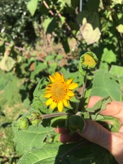 Smallanthus sonchifolius