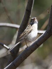 Spizella pallida