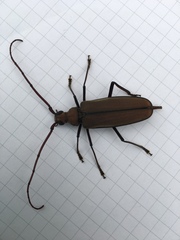 Aegolipton marginale