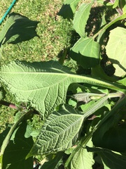 Smallanthus sonchifolius
