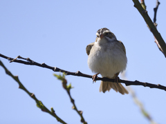 Spizella pallida