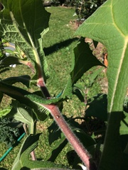Smallanthus sonchifolius