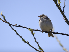 Spizella pallida