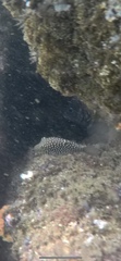 Canthigaster punctatissima